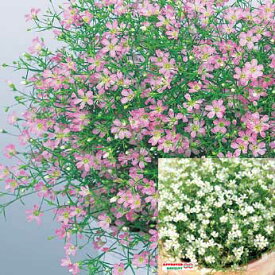 【当店農場生産】カスミソウ ジプソフィラ ジプシー ミックス 白またはピンクまたは両方咲きます 9センチポット苗