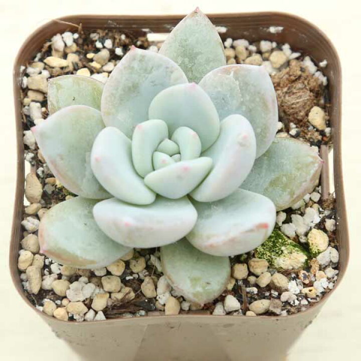 楽天市場】【当店農場生産】○多肉植物 エケベリア コロラータタパルパ  