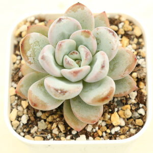 yX_ꐶYzA GPxA X^[Xm[ 7.5Z`|bgc C4005