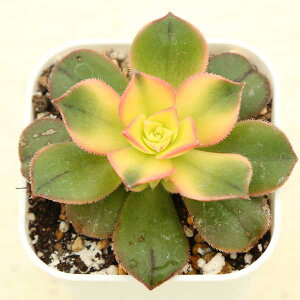 yX_ꐶYzA AGIjE LEC 7.5Z`|bgc AE1007