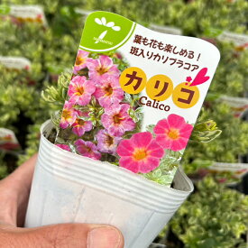 【提携農場生産】斑入りのカリブラコア カリコ 10.5センチポット苗