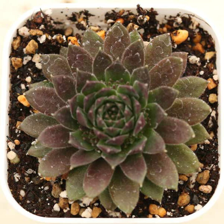 楽天市場】【当店農場生産】多肉植物 センペルビウム コーラルレッド 
