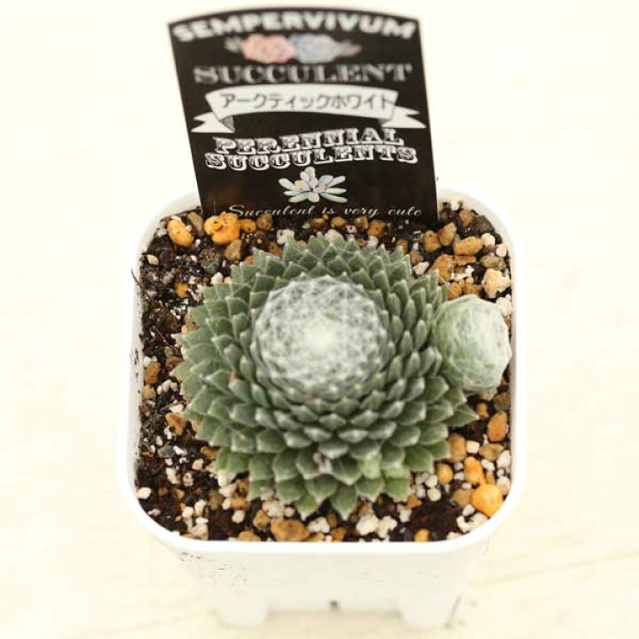 楽天市場】【当店農場生産】多肉植物 センペルビウム アークティック 