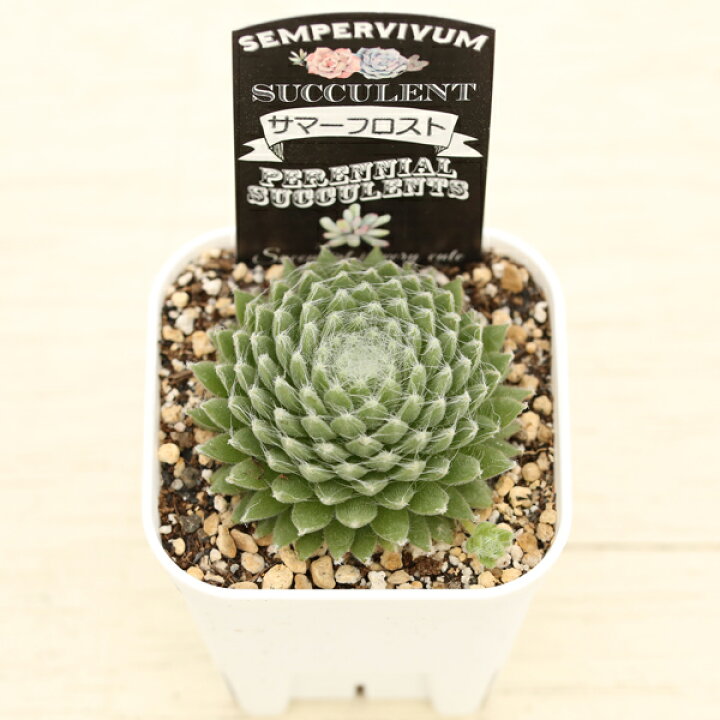 楽天市場】【当店農場生産】多肉植物 センペルビウム サマーフロスト 