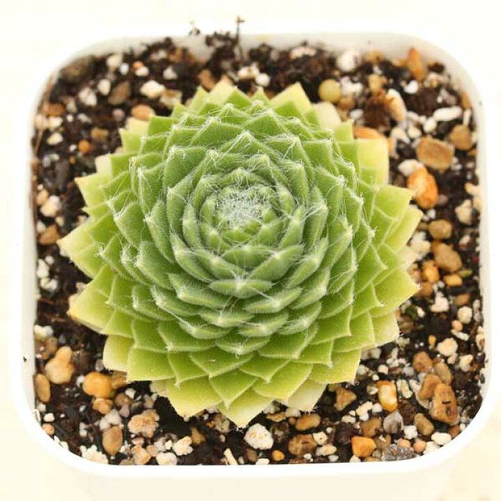 楽天市場】【当店農場生産】多肉植物 センペルビウム レモンフレア 7.5 