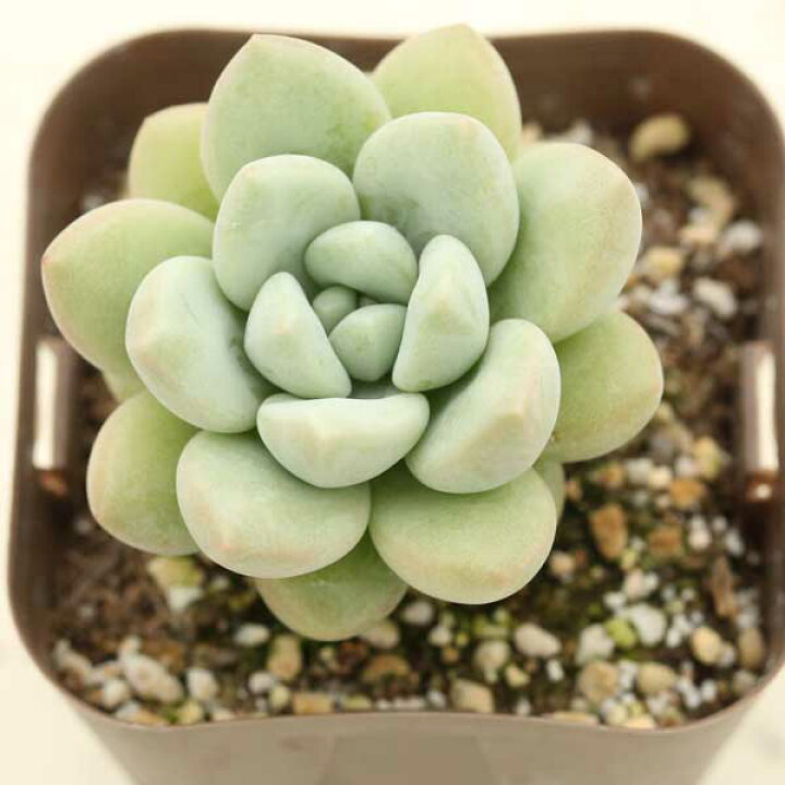 楽天市場】【当店農場生産】○多肉植物 エケベリア バブルガム 7.5  