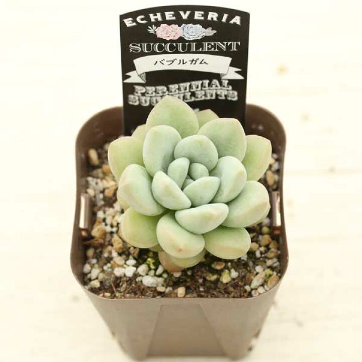 楽天市場】【当店農場生産】○多肉植物 エケベリア バブルガム 7.5  