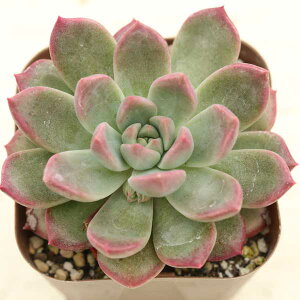 yX_ꐶYzA GPxA yCgoPbg 7.5Z`|bgc J6004