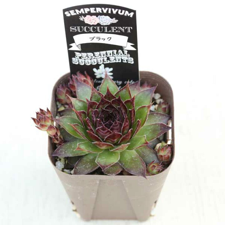 楽天市場】【当店農場生産】多肉植物 センペルビウム ブラック 7.5 