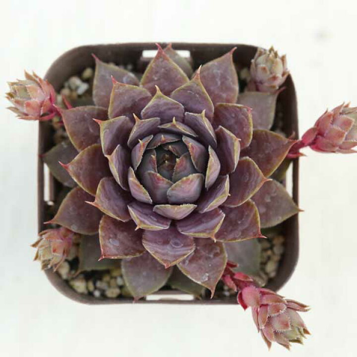 楽天市場】【当店農場生産】多肉植物 センペルビウム レッドハート 7.5 