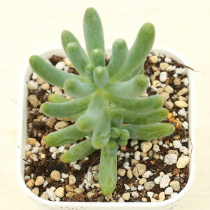 yX_ꐶYzA Z_ S 7.5Z`|bgc J6058