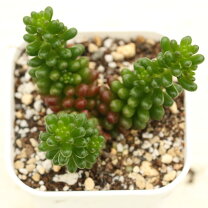 楽天市場】多肉植物 レッドベリーの通販