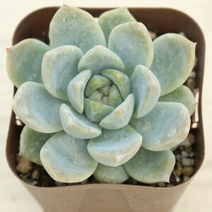 yX_ꐶYzA GPxA VbNh[ 7.5Z`|bgc J6003