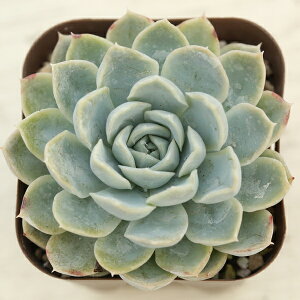 yX_ꐶYzA GPxA Xm[{[ 7.5Z`|bgc C4055