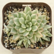 楽天市場】多肉植物 エケベリア メビナの通販