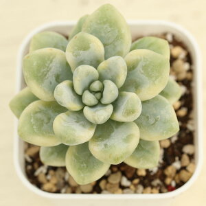 【当店農場生産】●多肉植物 セダム クラバツム錦 7.5センチポット苗 C1004