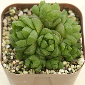 【当店農場生産】多肉植物 ハオルチア ウンビラティコラ 7.5センチポット苗 H1001