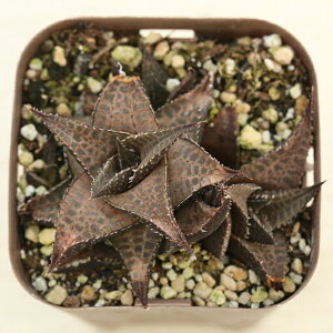 yX_ꐶYzA nI`A ebZ[^ 7.5Z`|bgc H1005