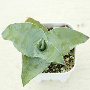 yX_ꐶYzA AKx rjAi 7.5Z`|bgc A1012