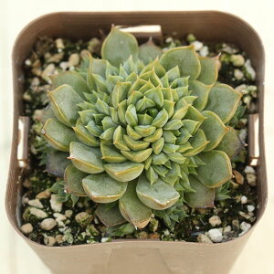 yX_ꐶYzA GPxA sNXe 7.5Z`|bgc J6008