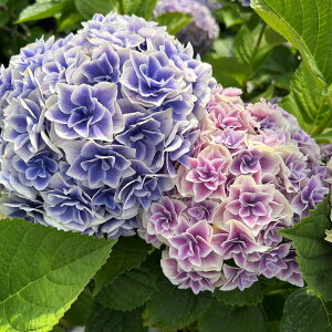 yX_ꐶYznChWA AWTC Vi傭傤Ăj 9Z`|bgciNJԊjy̎_xɂF͕ς܂B