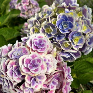 yX_ꐶYznChWA AWTC VƑ_ 9Z`|bgciNJԊjy̎_xɂF͕ς܂B