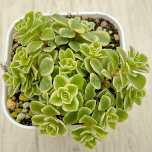 yX_ꐶYzA Z_ ۗtN 7.5Z`|bgϊ J7037