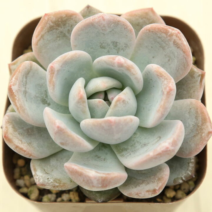 楽天市場】【当店農場生産】○多肉植物 エケベリア オレンジモンロー 