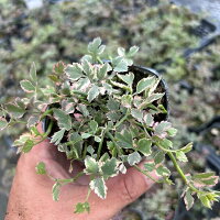 【当店農場生産】斑入セリフラミンゴ9センチポット苗耐寒性多年草