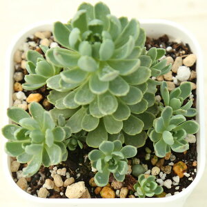 【当店農場生産】多肉植物 ロディオラ パキクラドス(ローズセダム) 7.5センチポット苗 耐寒性 J7031