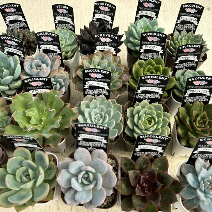 楽天市場】【当店農場生産】多肉植物 エケベリア 20種類セット 超 
