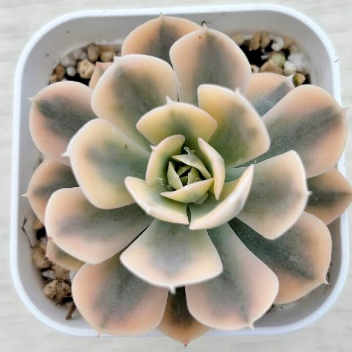 楽天市場】【当店農場生産】○多肉植物 エケベリア ルンヨニー錦 7.5 