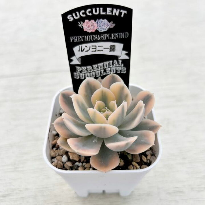楽天市場】【当店農場生産】○多肉植物 エケベリア ルンヨニー錦 7.5 