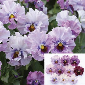 【当店農場生産】パンジー きもの ラベンダーピンク （花なし苗） 9センチポット苗 花壇や寄せ植えに♪