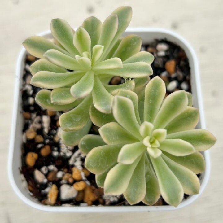 楽天市場】【当店農場生産】多肉植物 セダム ジョイスタロック錦 7.5  