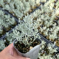 【当店農場生産】カロケファルスシルバーボーイ9センチポット苗寄せ植えにピッタリ☆