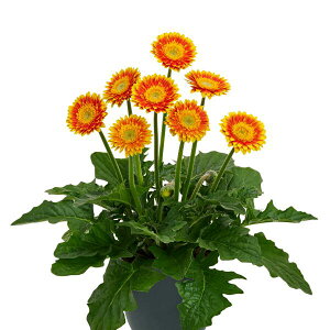 yX_ꐶYzK[x KrlA XC[gu[Y 9Z`|bgc h I