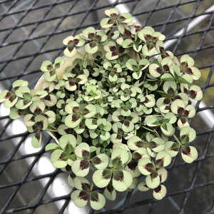 yX_ꐶYzKĂԁvZXN[o[ ImAiIm[j 9Z`|bgc ϊN