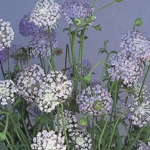 【当店農場生産】ブルーレースフラワー 9センチポット苗 耐寒性 切花種