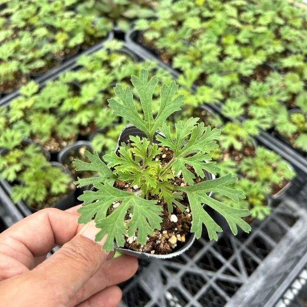 【当店農場生産】ブルーレースフラワー9センチポット苗耐寒性切花種