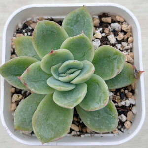 yX_ꐶYzA GPxA Yx[ACX 7.5Z`|bgc J6040