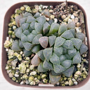 yX_ꐶYzA nI`A Iuc[T 7.5Z`|bgc H1012