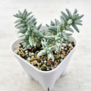 yX_ꐶYzA Z_ SUX 7.5Z`|bgc J7012