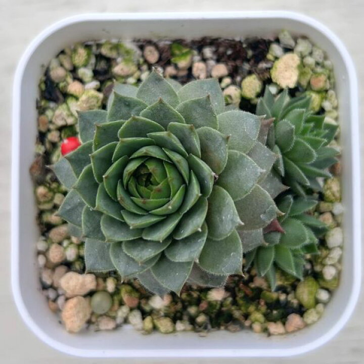 楽天市場】【当店農場生産】多肉植物 センペルビウム ブラウニー 7.5 