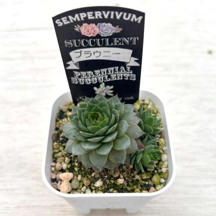楽天市場】【当店農場生産】多肉植物 センペルビウム ブラウニー 7.5 