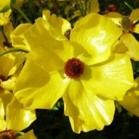 【当店農場生産】ラナンキュラス ラックス アルテミスII 9センチポット苗