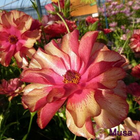 【当店農場生産】ラナンキュラス ラックス ムーサ 9センチポット苗