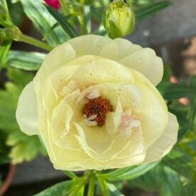 【当店農場生産】ラナンキュラス ラックス アフロディーテ 9センチポット苗