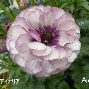 yX_ꐶYziLX bNX ACIA 9Z`|bgc