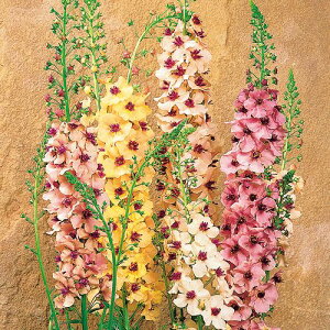 yX_ꐶYzo[oXJ TU`[ 9Z`|bgc ϊ ؉Ԏ